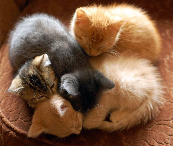 58ffc0bbfdd64dfcb4421b79dc34ce93--sleeping-kitten-sleeping-beauty.jpg