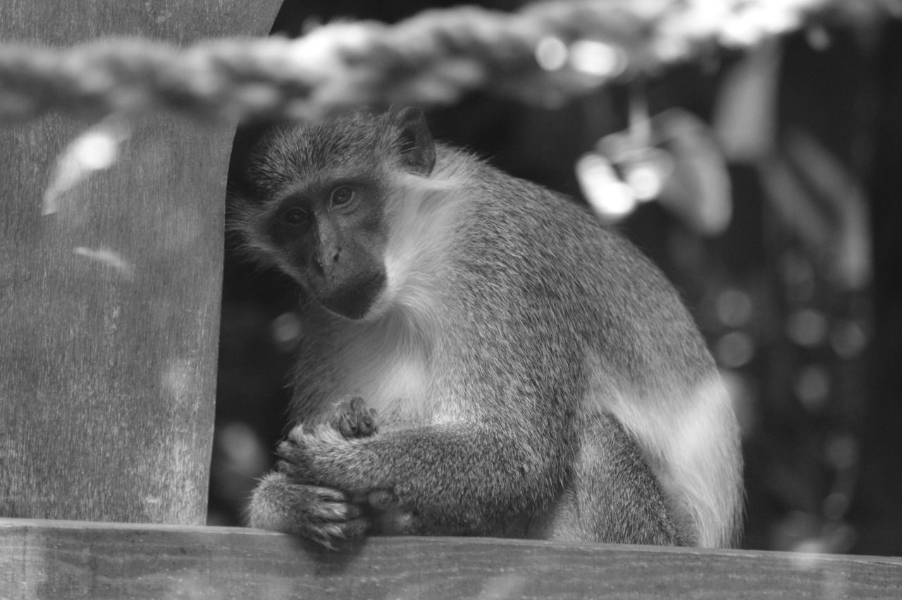 114128705421 - rescued vervet monkey.jpg