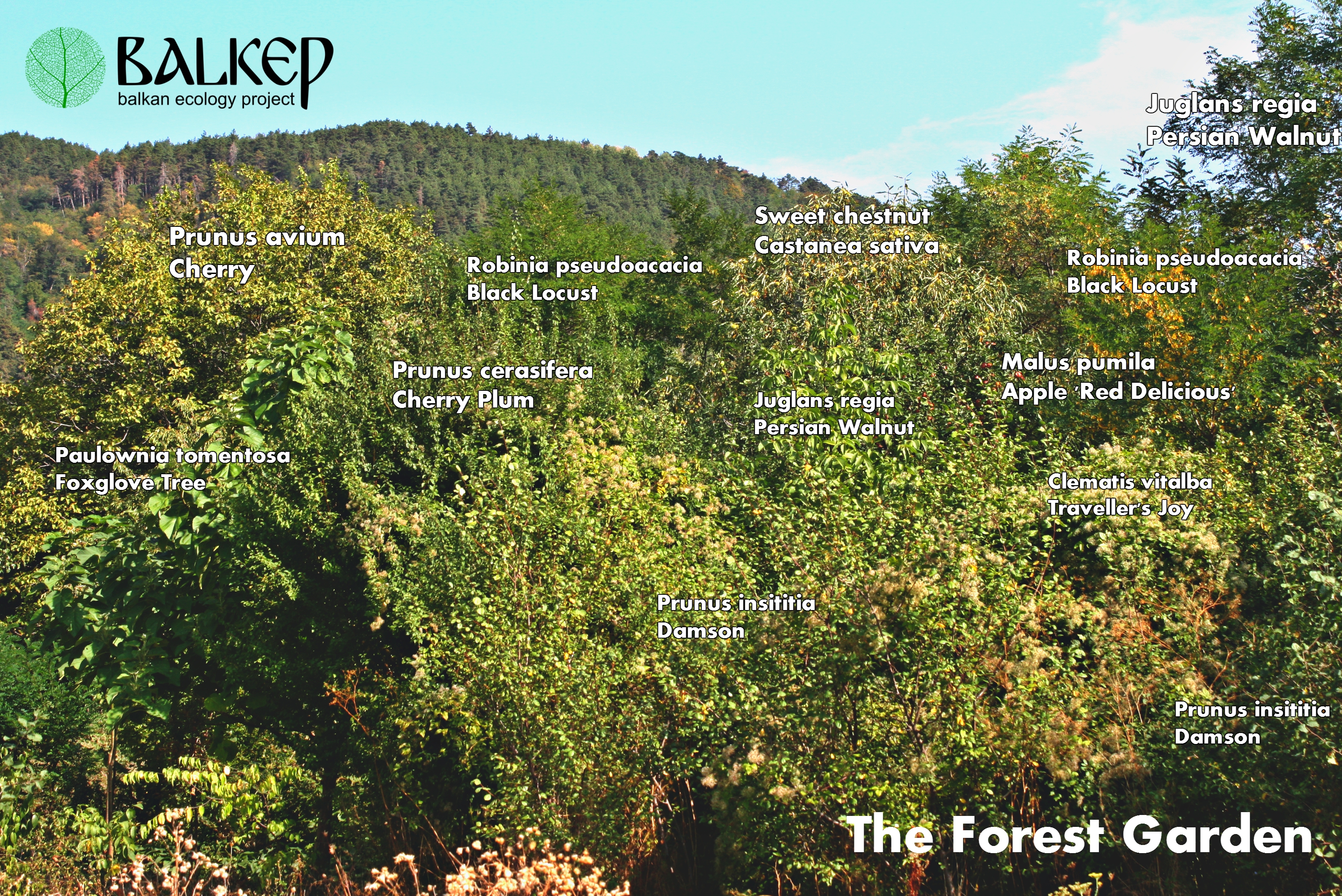 Balkan_ecology_project_forest_garden.jpg