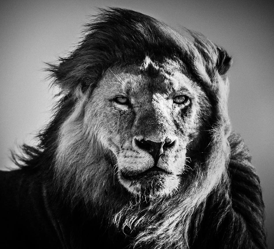 5217-Face_to_Face_Lion_Tanzania_2007_Laurent_Baheux_xgaplus.jpg