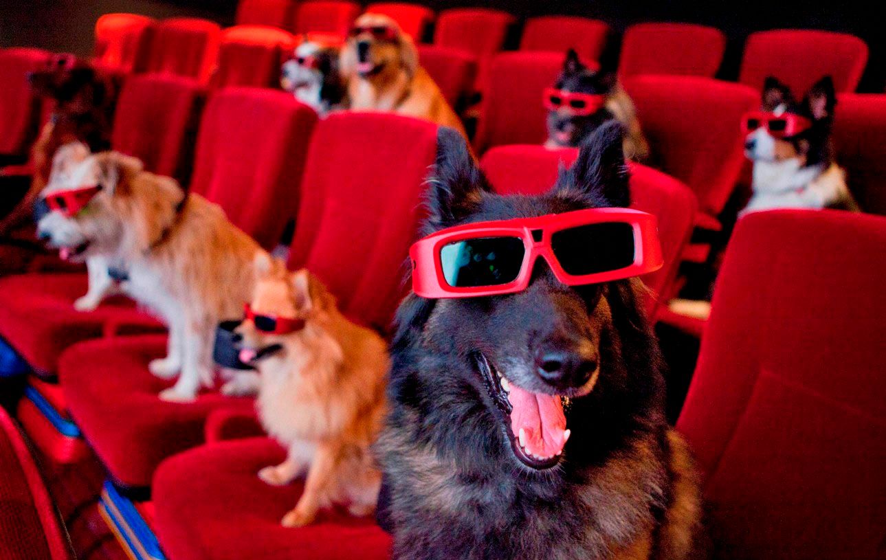 DOG CINEMA.jpg