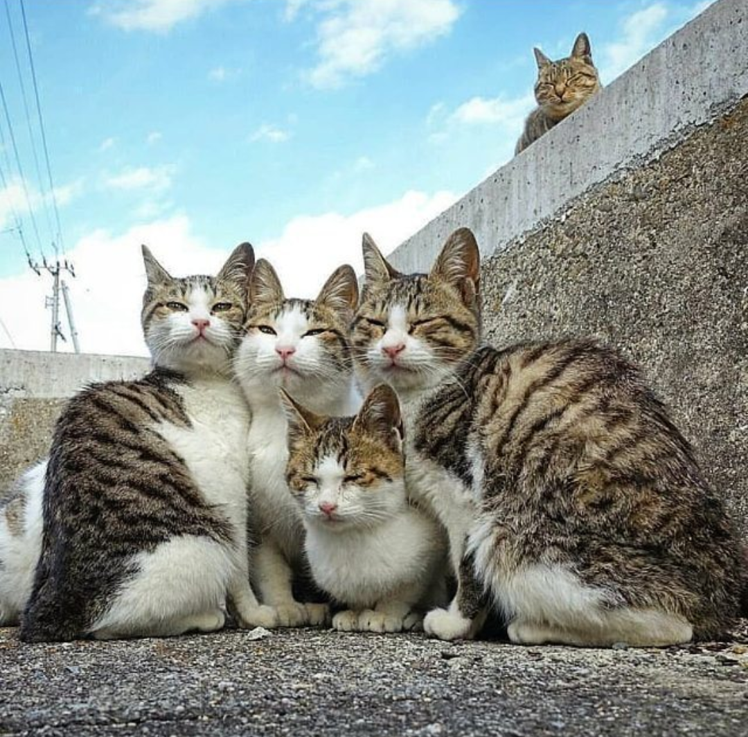 Четверо кошек. Тасиро остров кошек. Много кошек. Стая котов. Несколько кошек.