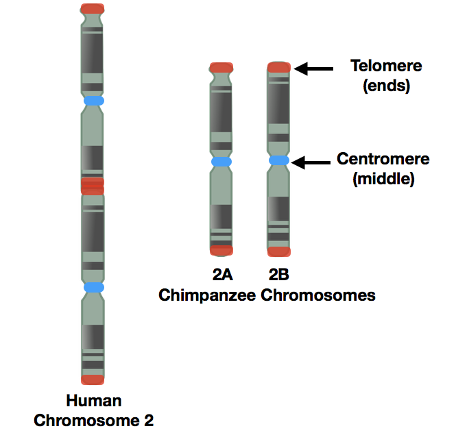 Human Chromosome 2.png