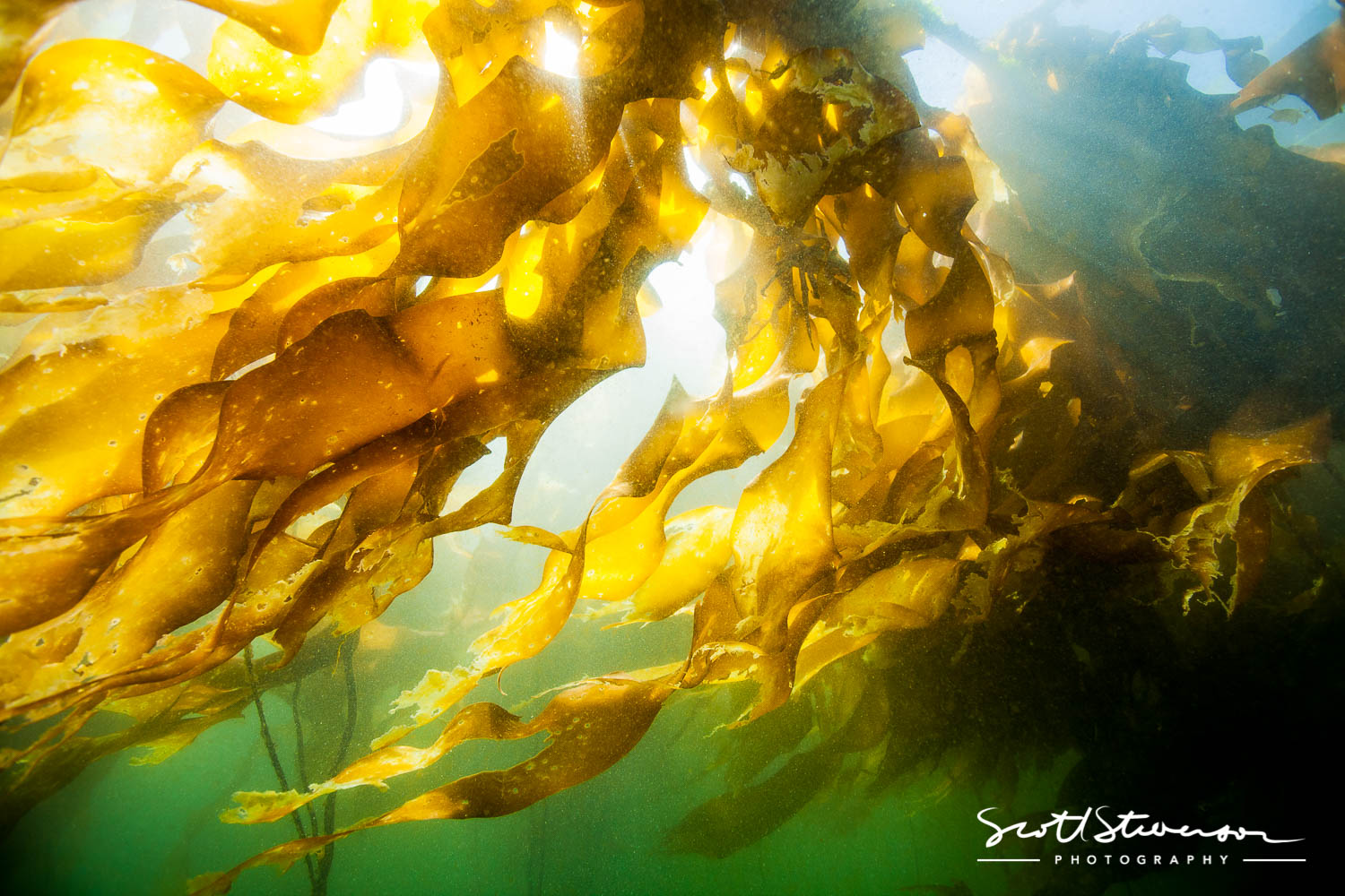 Bull Kelp-5.jpg