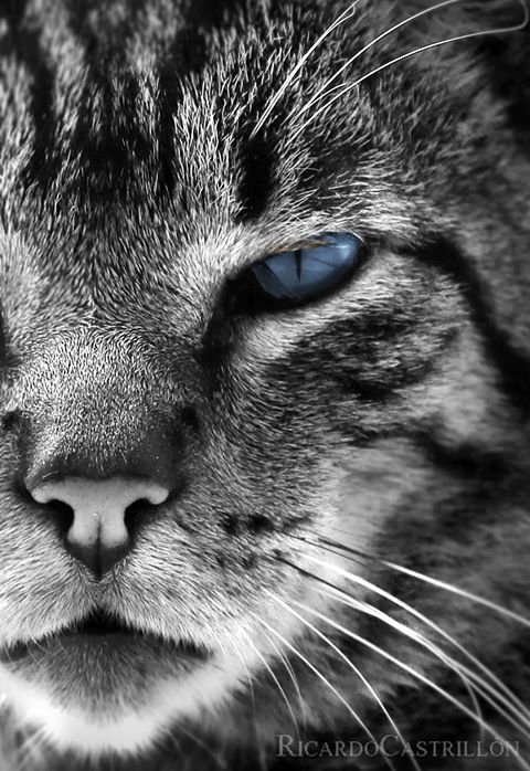 gatobluais.jpg