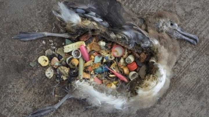 default-1464367250-2119-seabirds-are-eating-plastic-litter-in-our-oceans-but-not-only-where-you-d-expect.jpg