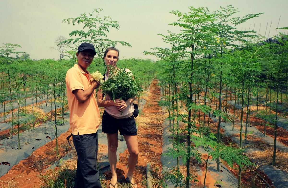 Organic Moringa Farm Visit + The Many Uses and Benefits Of The Mighty