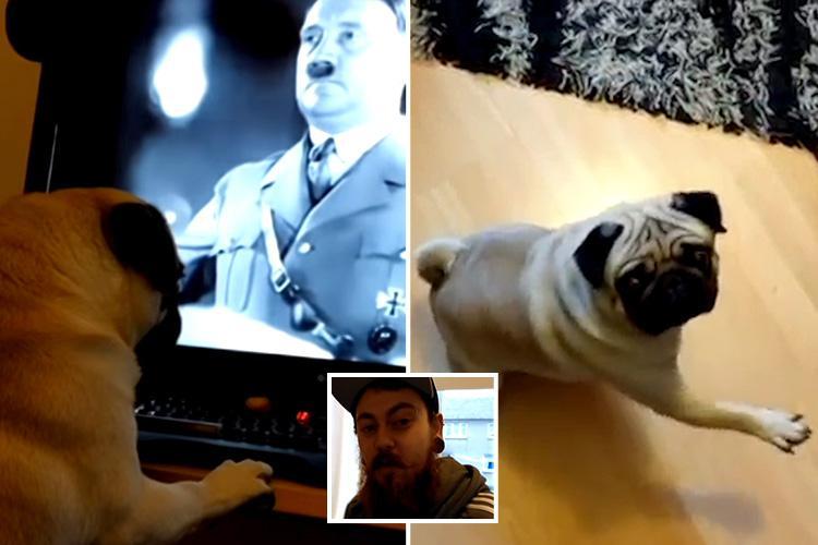 nazi dog jew.jpg