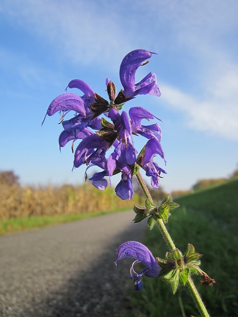 salvia-pratensis-844670_640.jpg