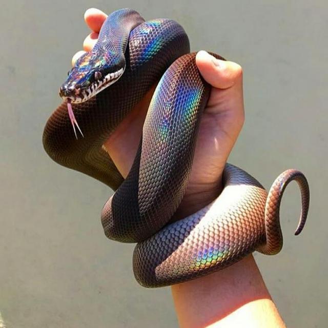 shiny disco snake.jpg