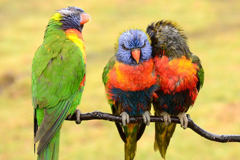 lorikeet4.jpg