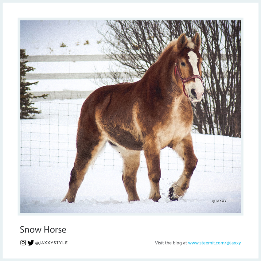 SnowHorse-Collection-4.jpg