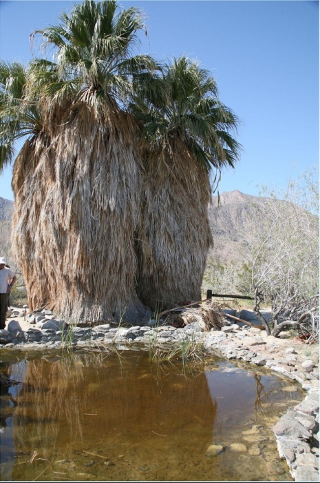 Park-Anza-Borrego-15.jpg