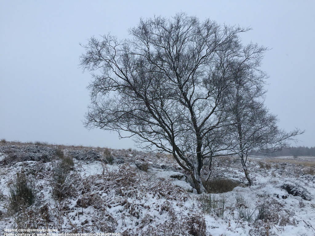 TreeInWinter-001-021418.jpg