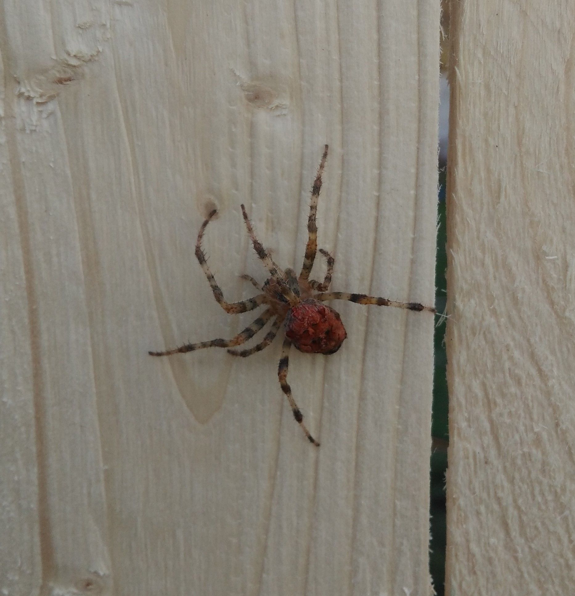 spider (2).jpg