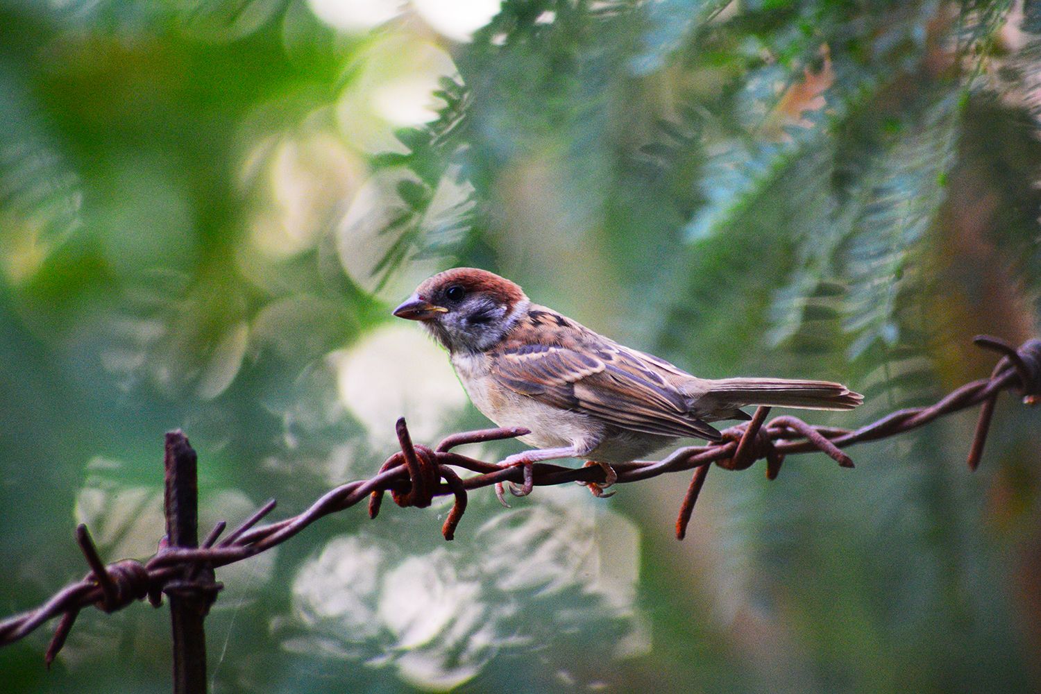 Animalphotography Contest Maya Bird Steemit