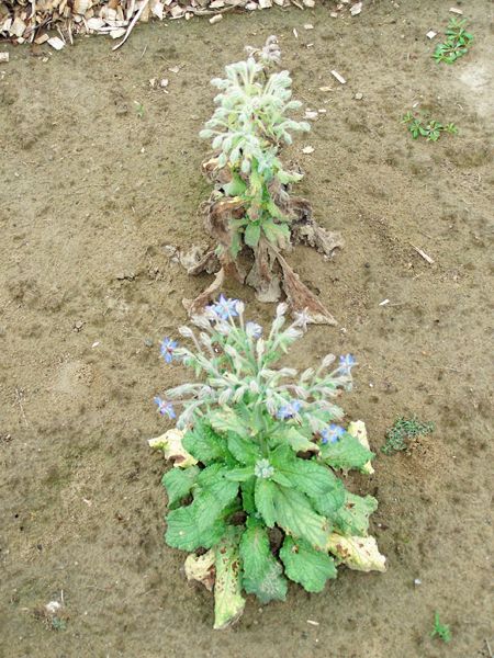 New Herb garden - borage crop August 2016.jpg