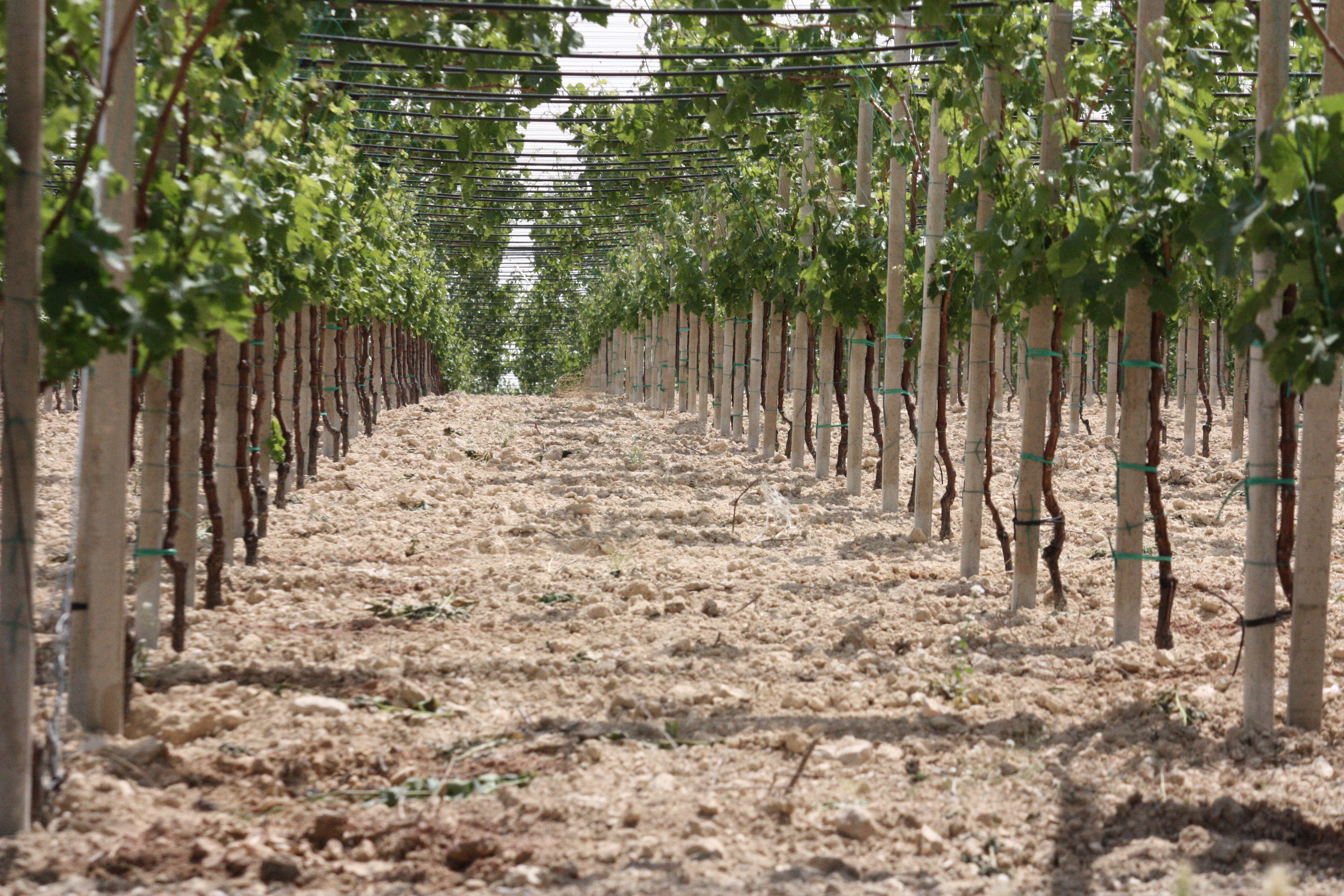 Vigneto_a_tendone_in_agro_.JPG