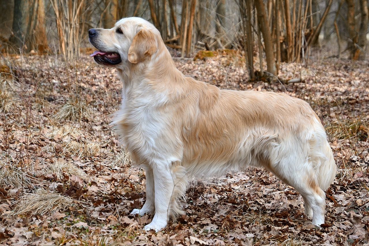 Golden_Retriever_Carlos_(10581910556).jpg