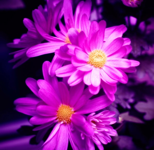 colorful_flowers_01_hd_picture_166885.jpg