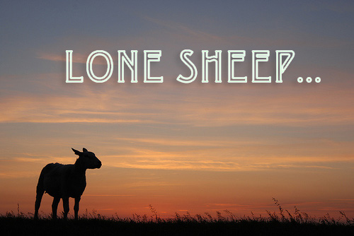 Lone-Sheep_1.jpg