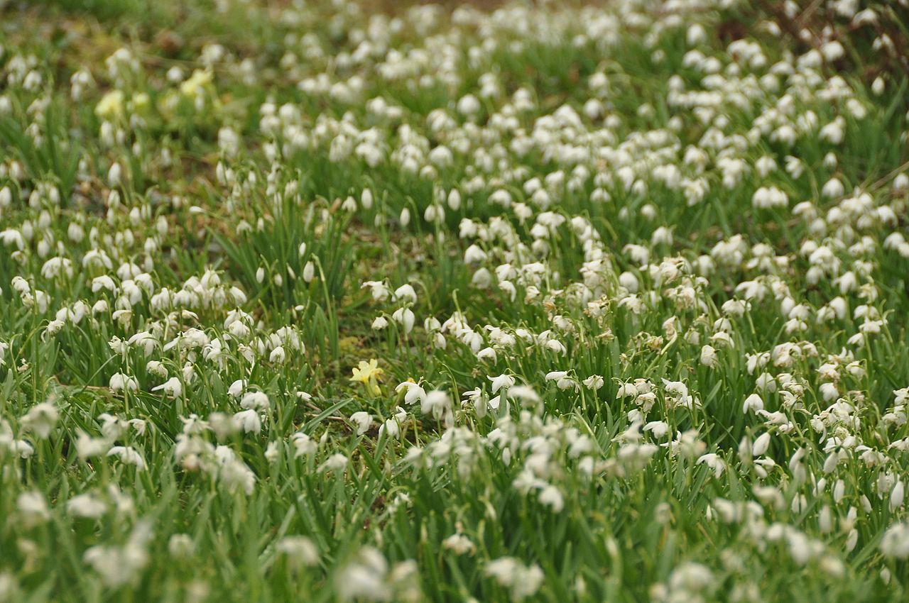 Snowdrops_in_St_Thomas'_churchyard,_Sourton_(0199).jpg