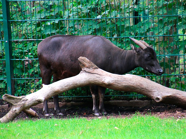 1.Anoa.jpg