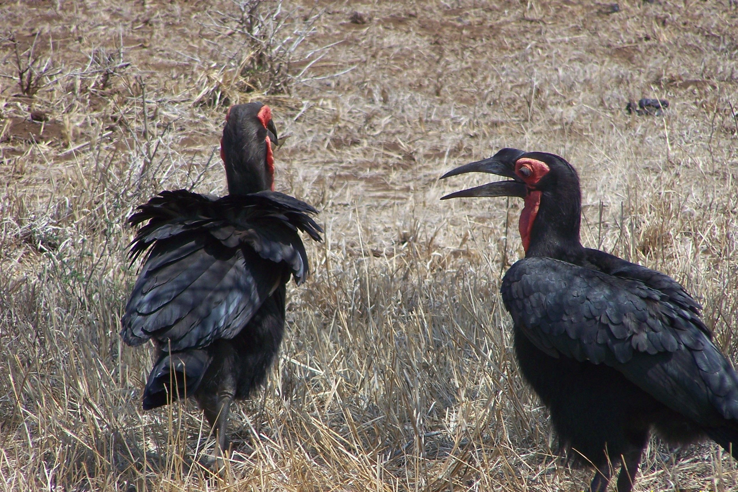 KNP Satara-Lower Sabi 2009 167.JPG