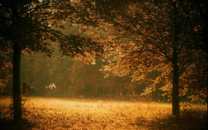 A-clearing-in-the-trees.jpg