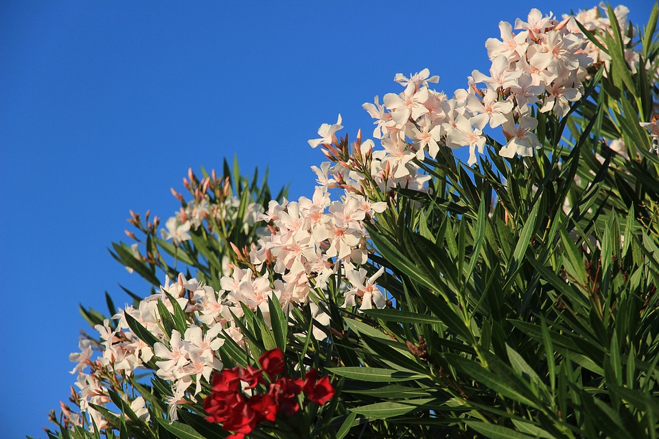 oleander-594377_960_720.jpg