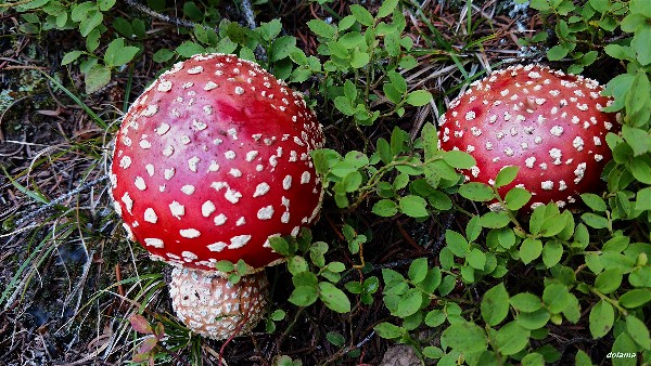 Colorado Amanita-20170813-003-opt.jpg