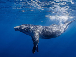 Whales_In_Sea.jpg