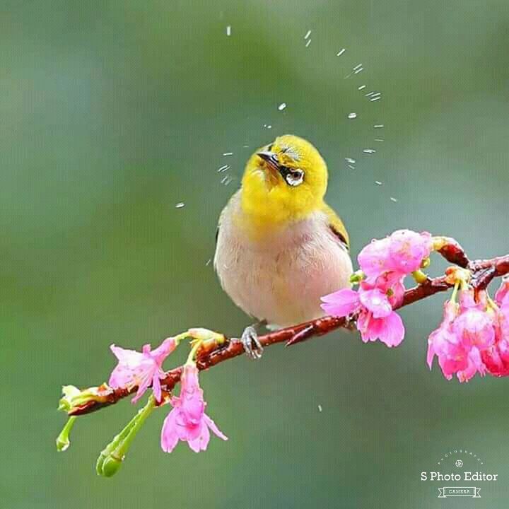 Beautiful Photography And Nice Bird Picture Is A Very Cute Bird Steemit