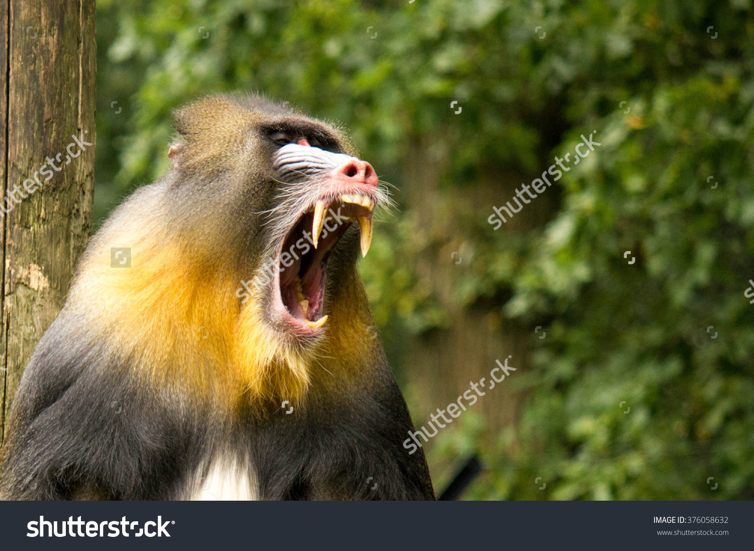 stock-photo-yawning-mandrill-376058632.jpg