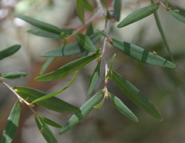 leptospermum-petersonii-leaves.jpg