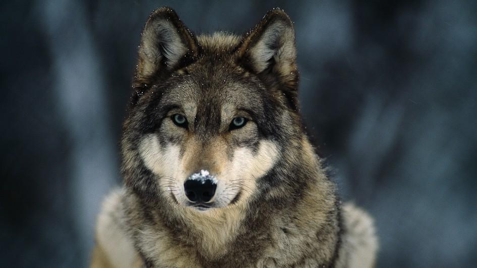 gray-wolf-closeup.adapt.945.1.jpg