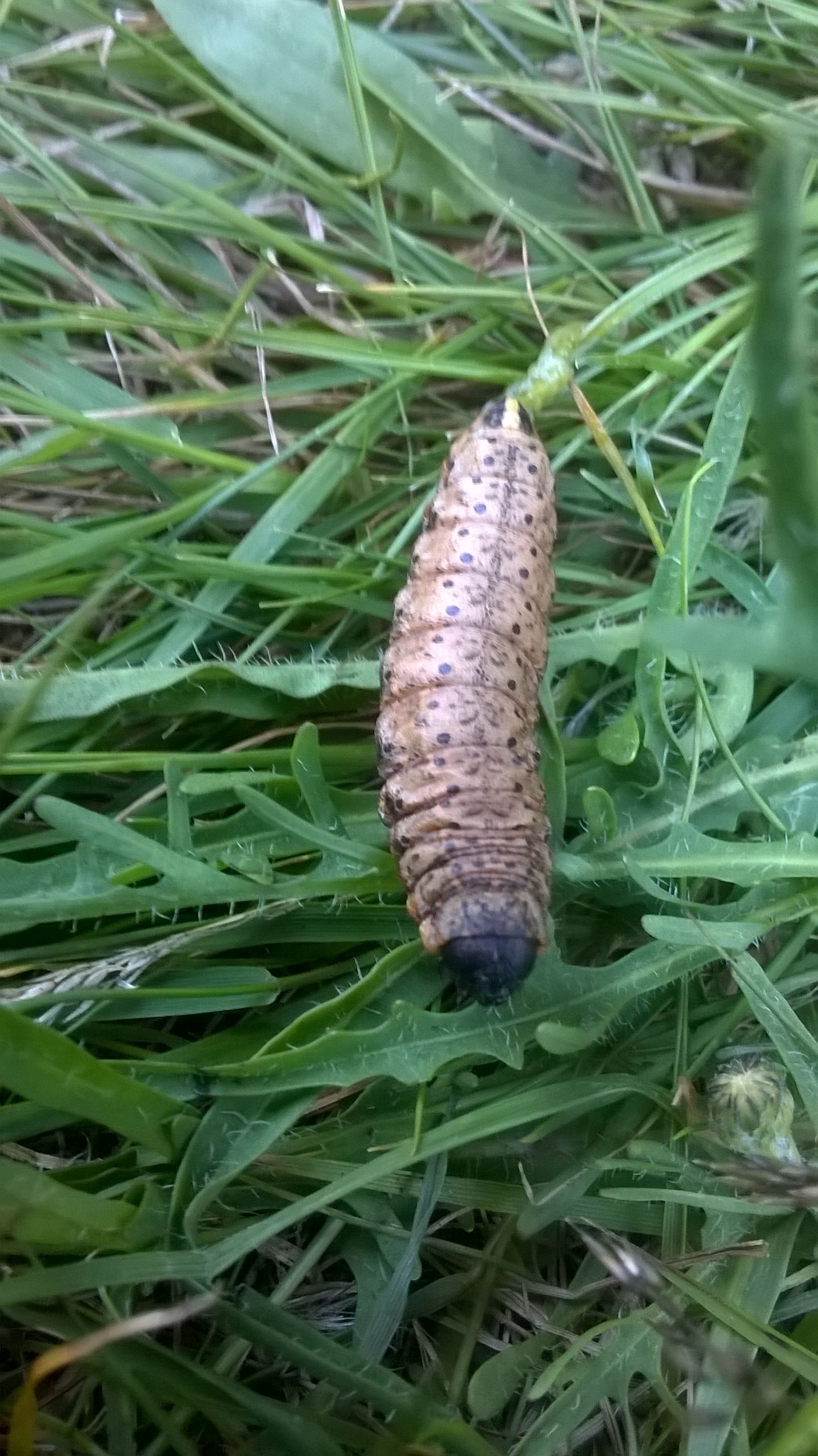 WP_20150725_003.jpg