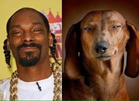 perros que se parecen a sus dueños - Snoop Dog.jpg