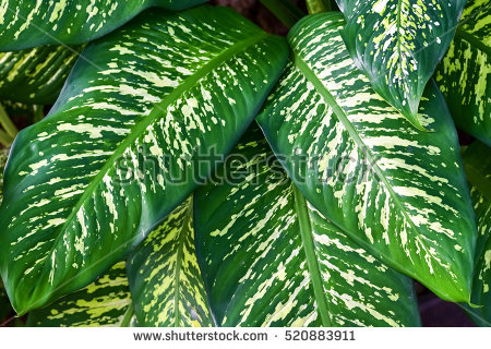 stock-photo-closeup-dumb-cane-leaves-or-dieffenbachia-natural-background-520883911.jpg