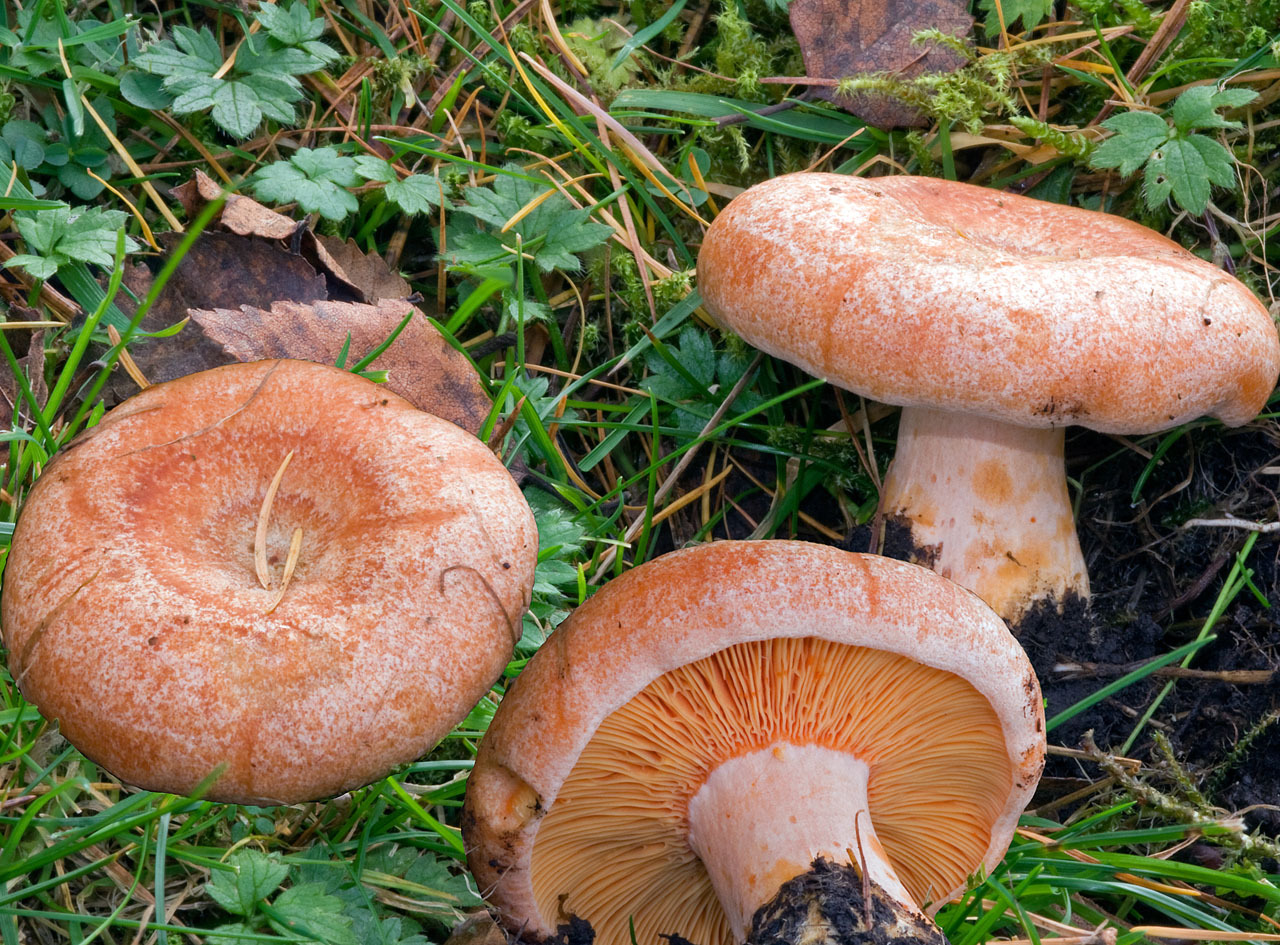 saffron-milk-cap-mushroom-picking1.jpg