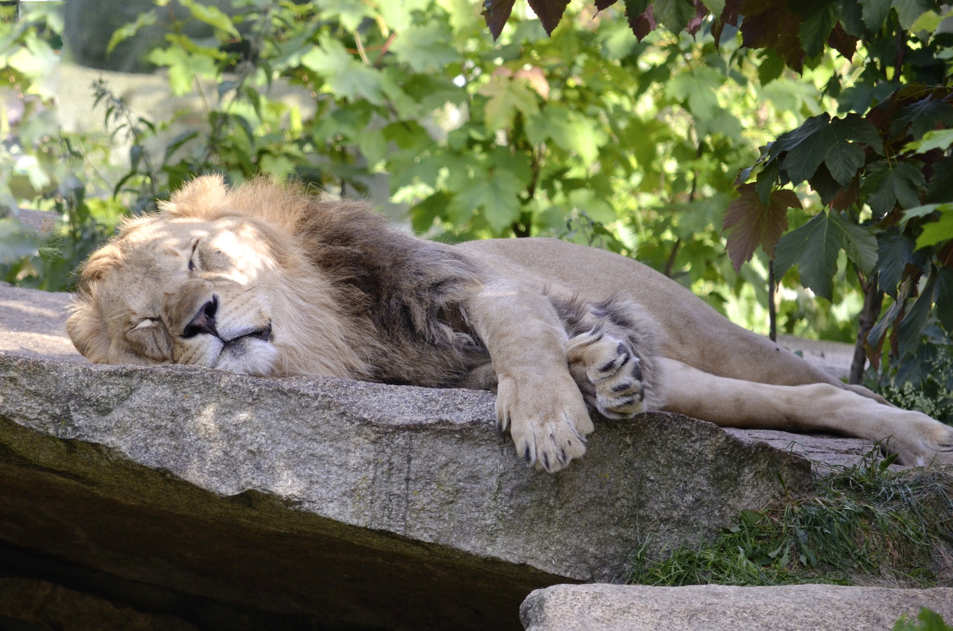 lion_sleep.jpg