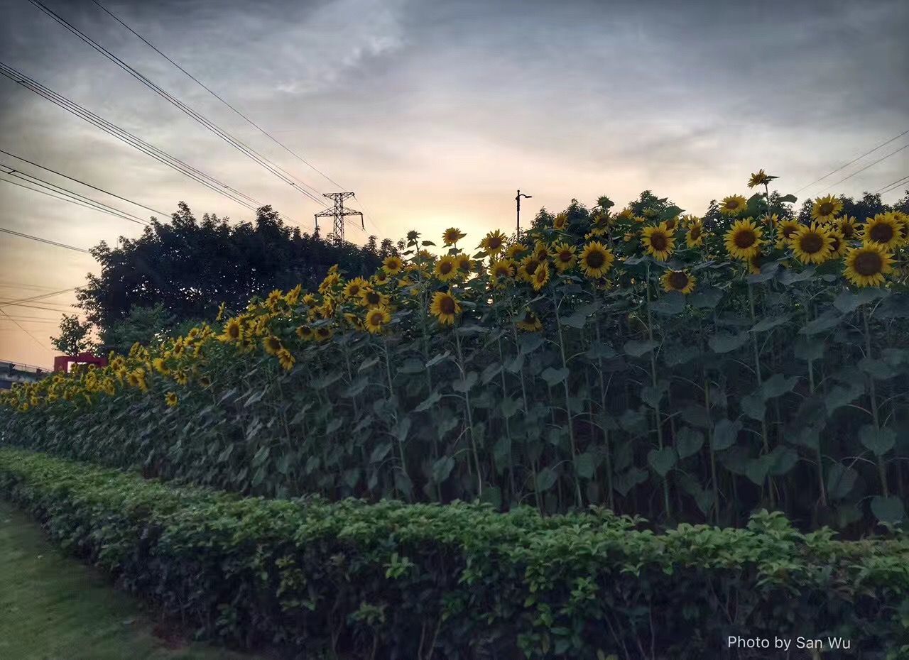 sunflower3.jpg