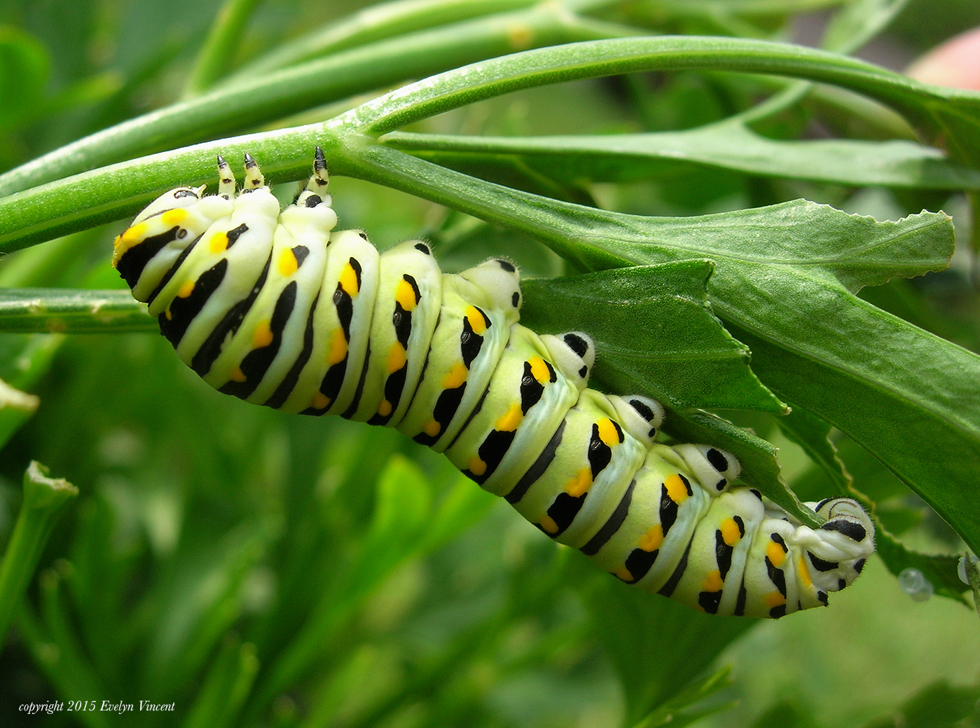 Black-Swallowtail-Larvae-Caterpillar-July2015.jpg