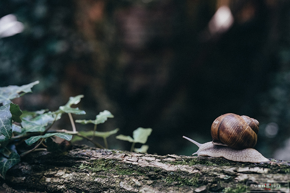 snail-macro-2.jpg