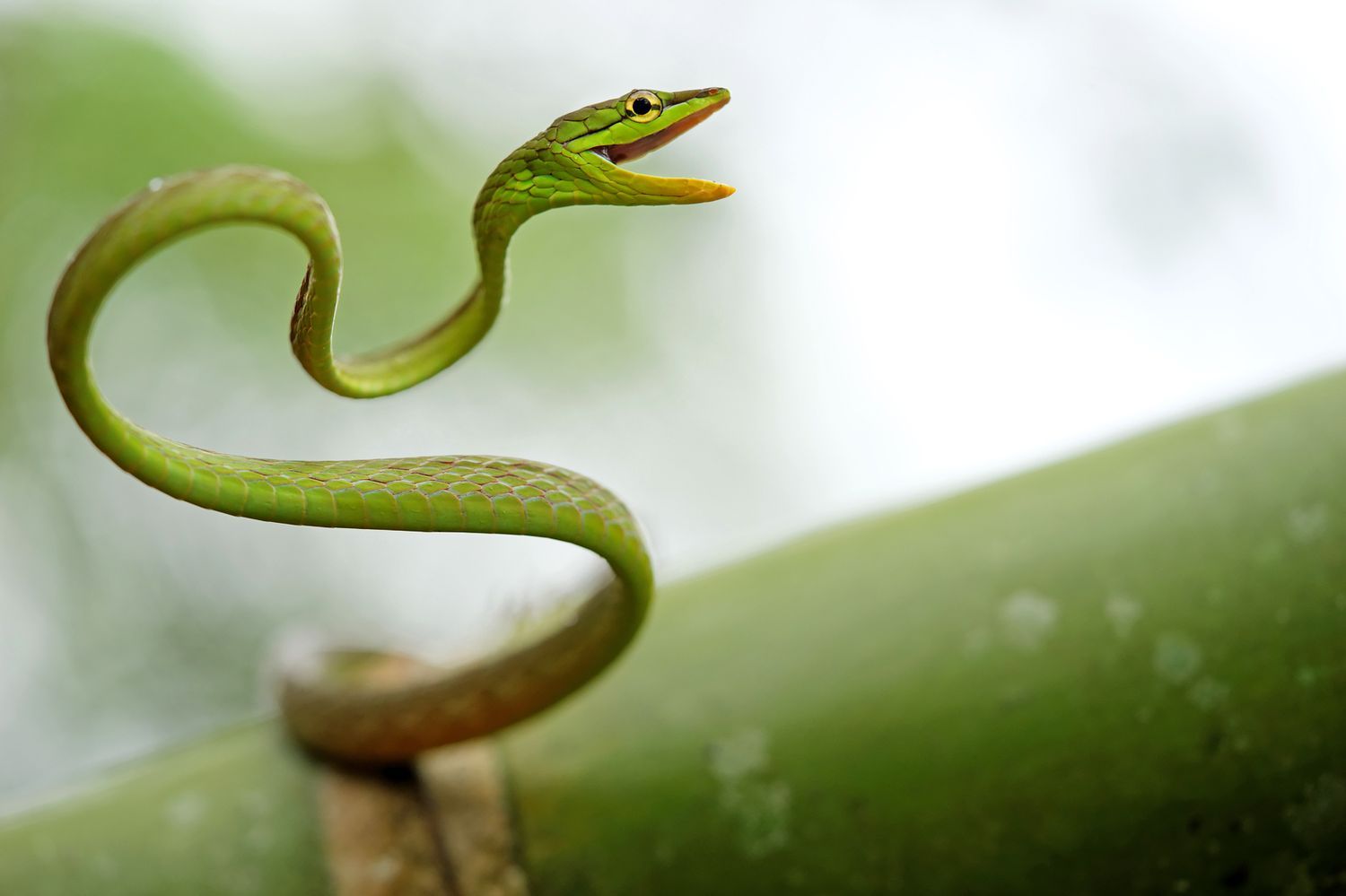 CostaRicaBerroneau-035.jpg