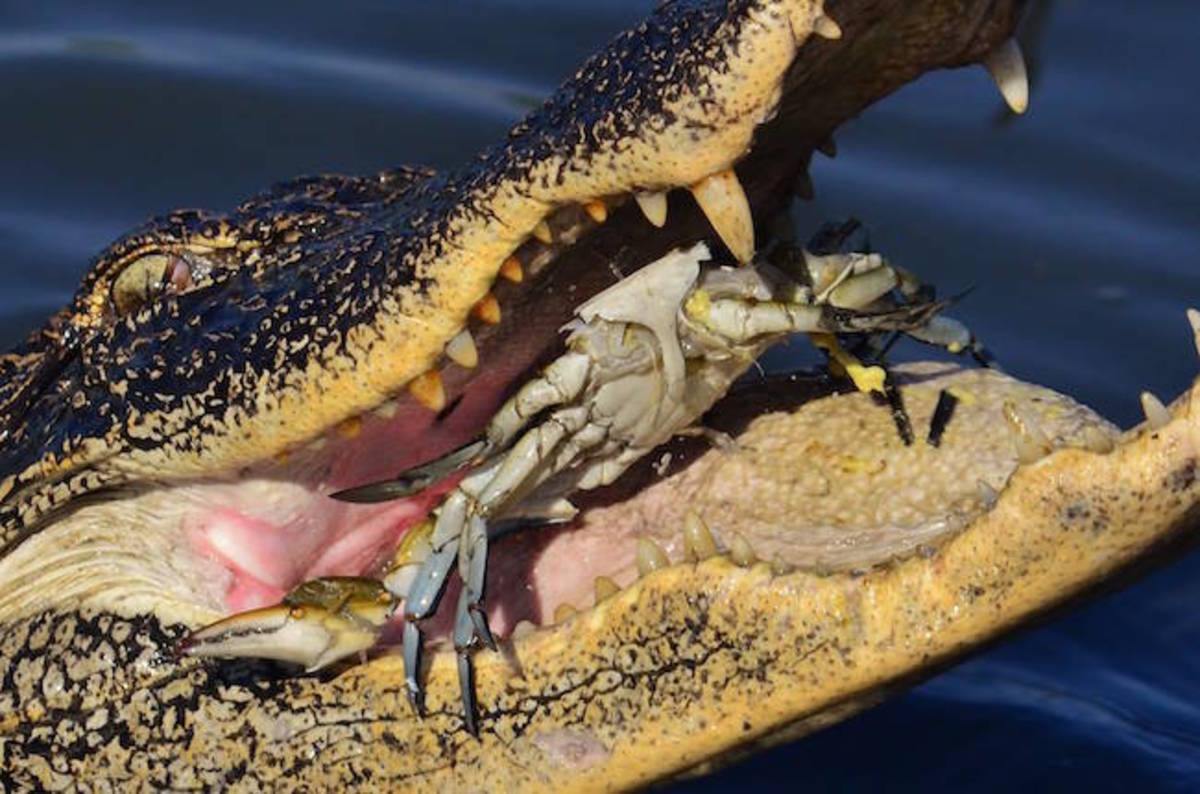 aligator_eating_crab.jpg