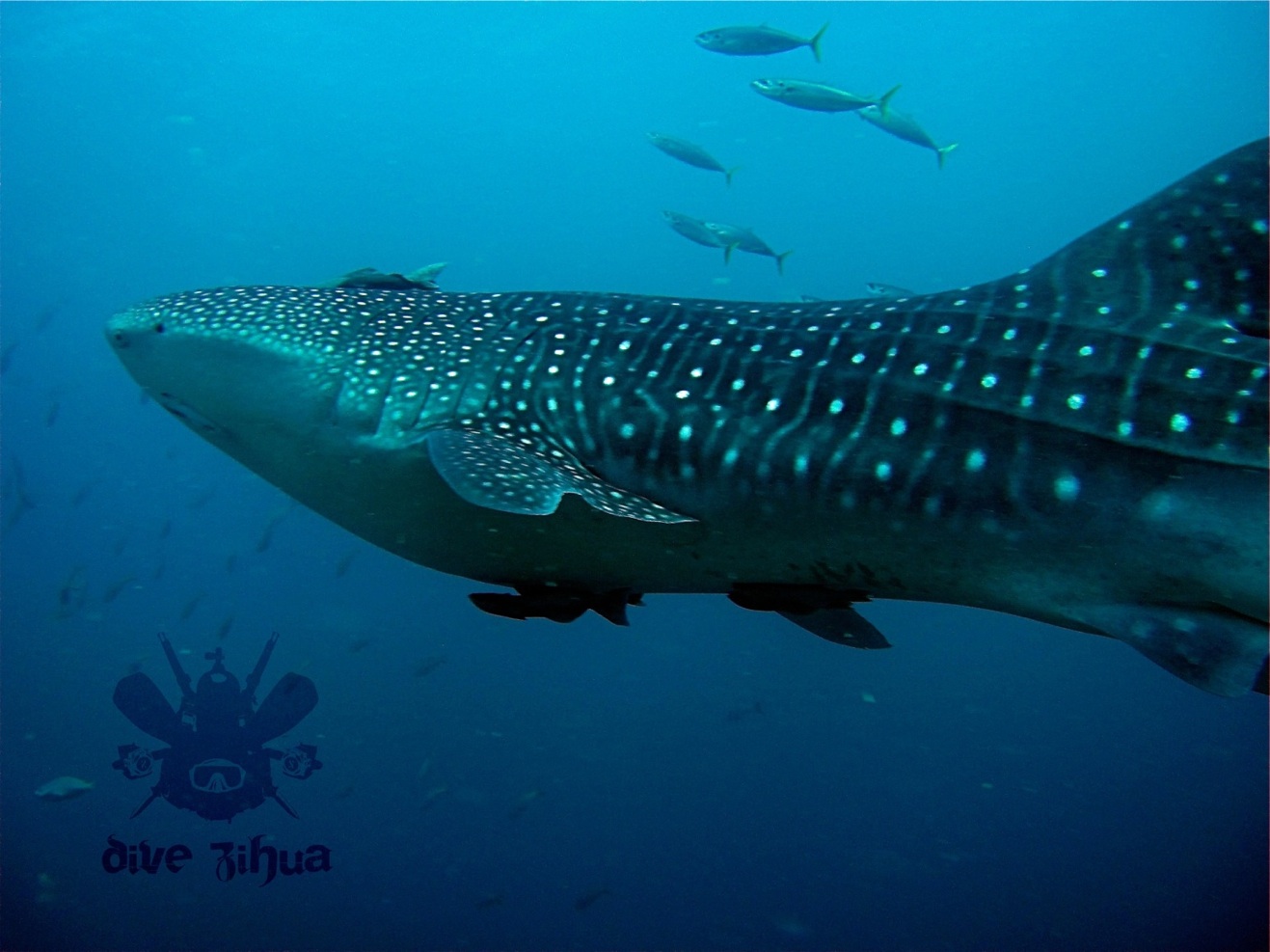 Tiburon-Ballena_Dive-Zihua.jpg