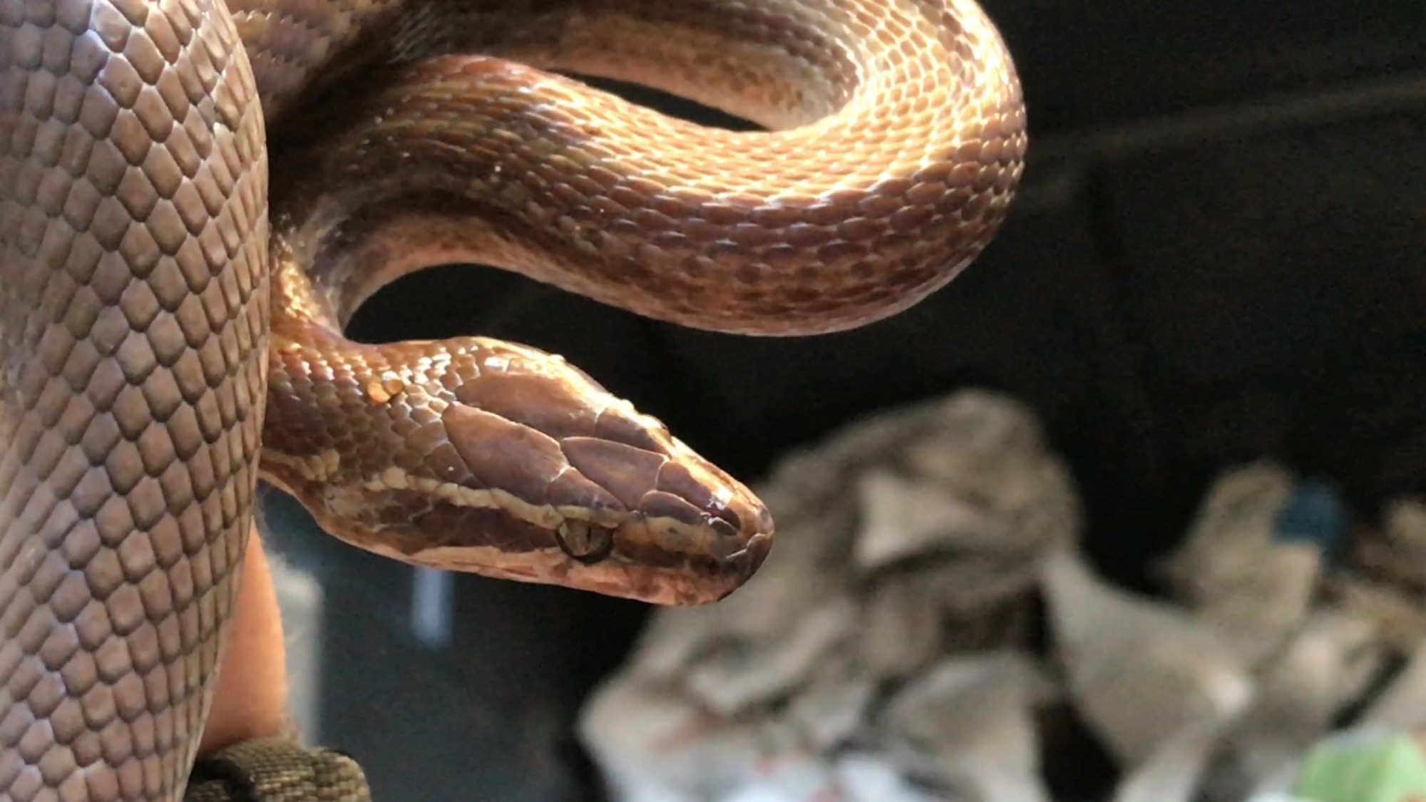 20170202-update-injured-brown-house-snake-rescued-near-bellville-cape-town-western-cape.jpg