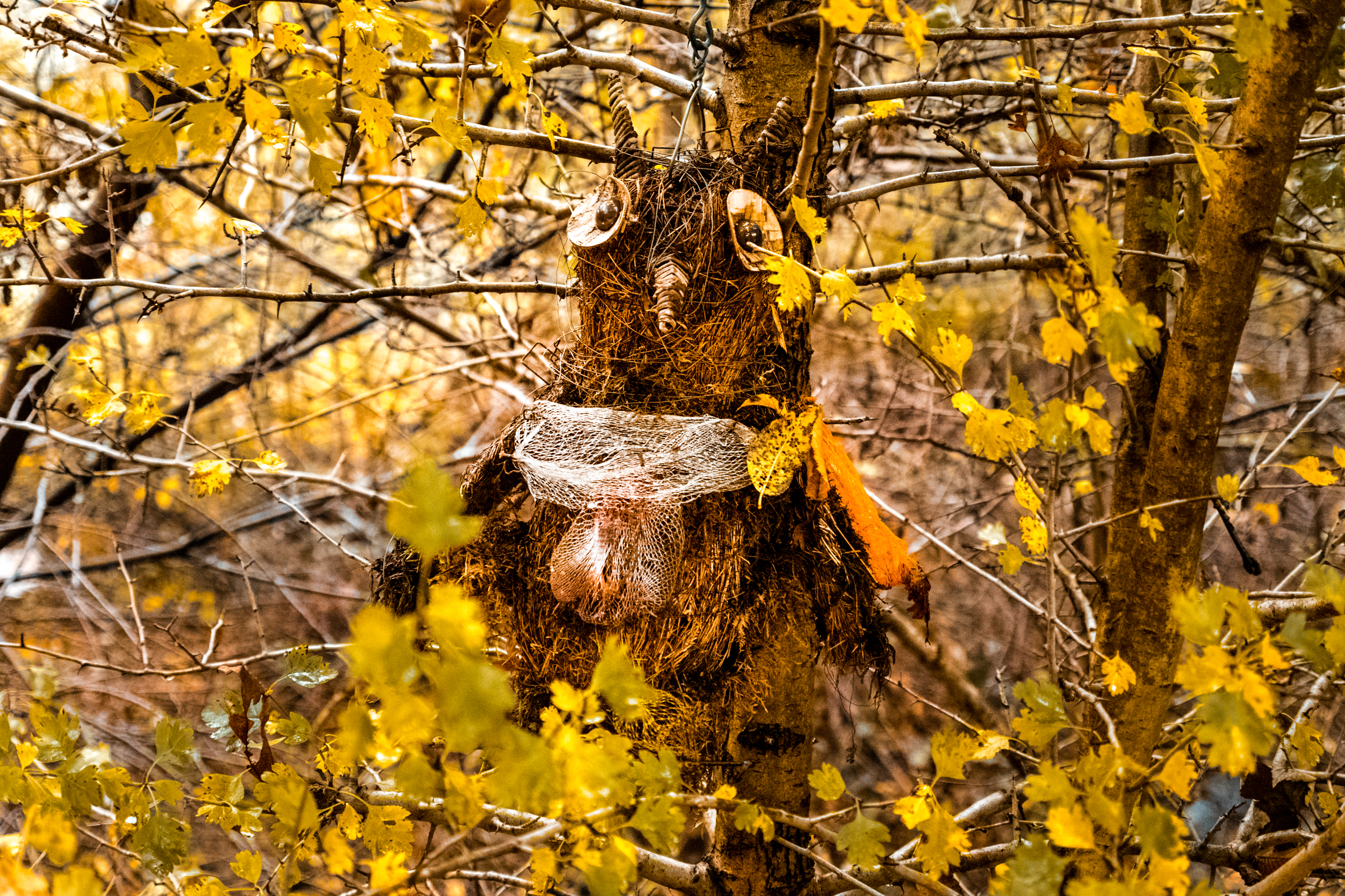 Herbsteule-1100023-2.jpg