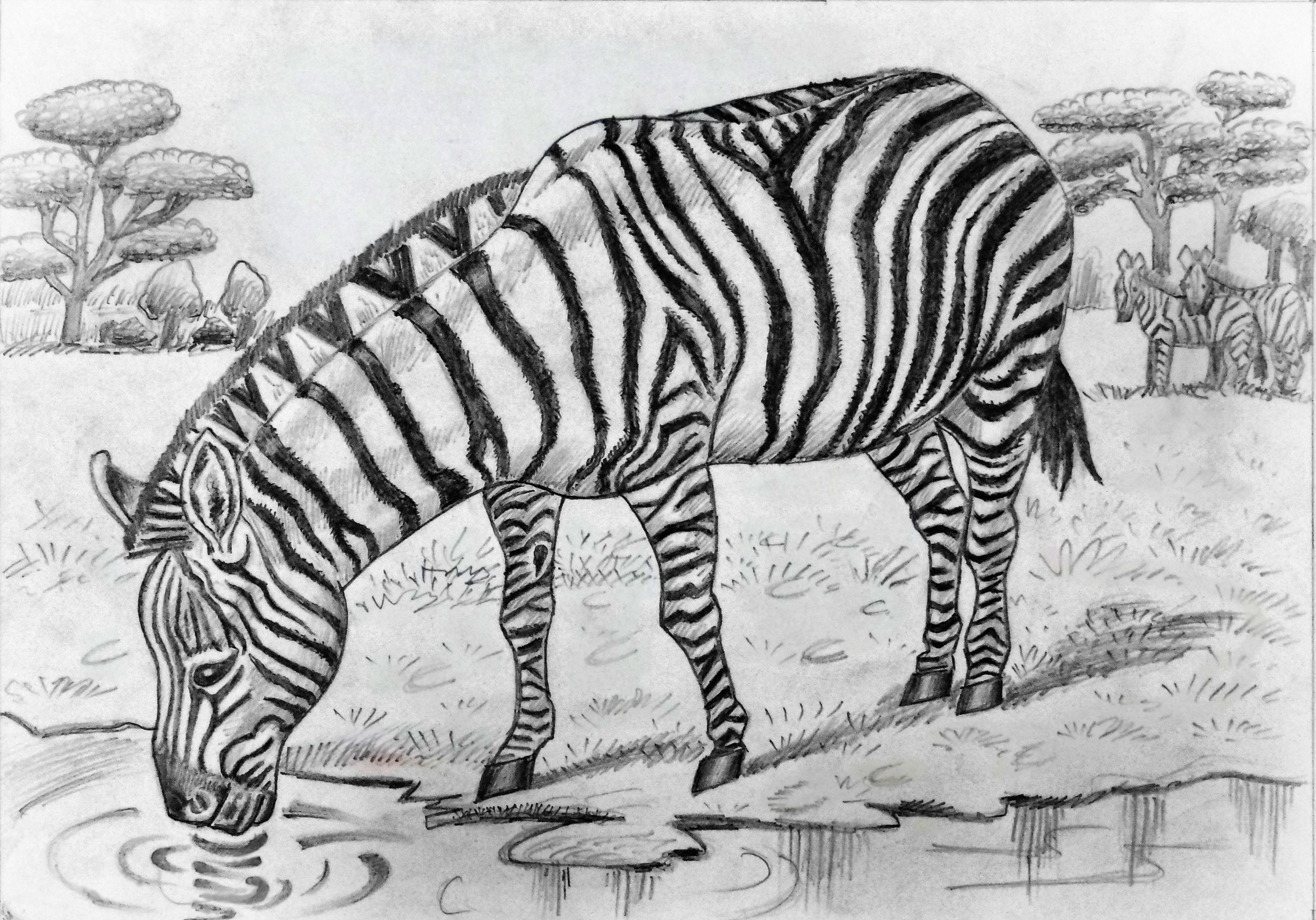 zebra.png